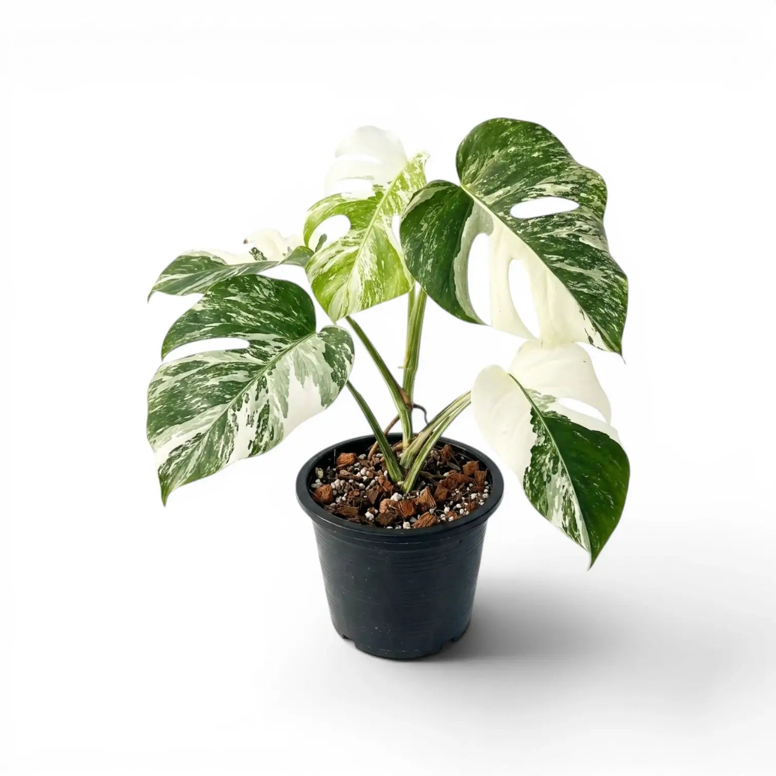 Potted Monstera Albo variegata plant with green and white leaves on a white background
