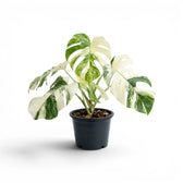 Potted Monstera Albo variegata plant with green and white leaves on a white background