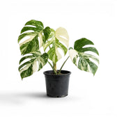 Potted Monstera Albo variegata plant with green and white leaves on a white background