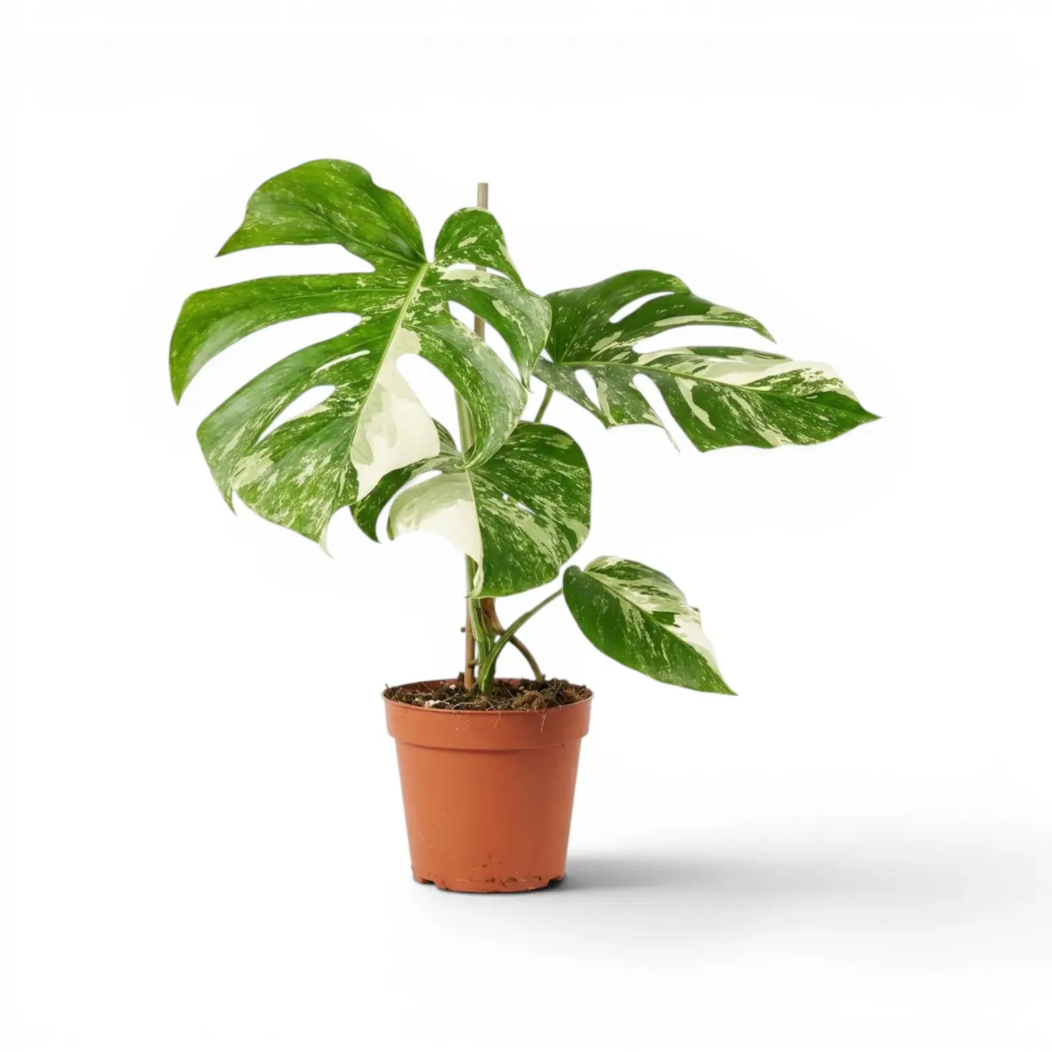 Potted Monstera Albo variegata plant with green and white leaves on a white background