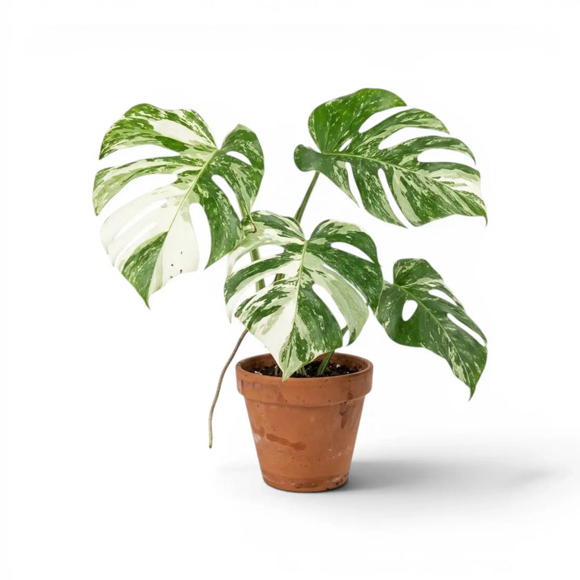 Potted Monstera Albo variegata plant with green and white leaves on a white background