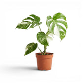 Potted Monstera Albo variegata plant with green and white leaves on a white background
