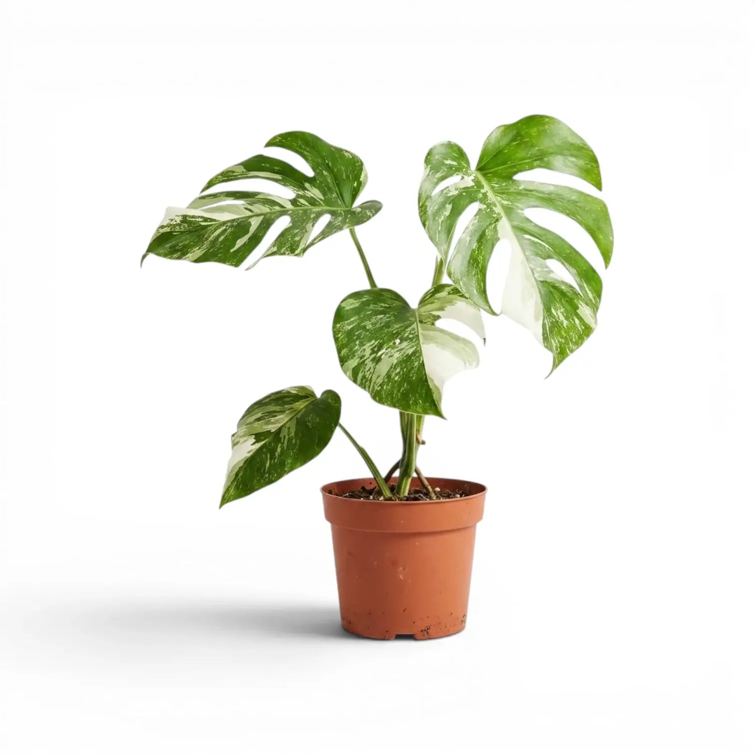 Potted Monstera Albo variegata plant with green and white leaves on a white background