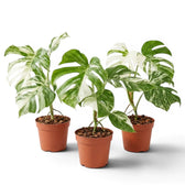 Three different specimens of Monstera Albo variegata plant with green and white variegated leaves on a white background