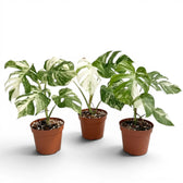 Three different specimens of Monstera Albo variegata plant with green and white variegated leaves in nursery pots on a white background