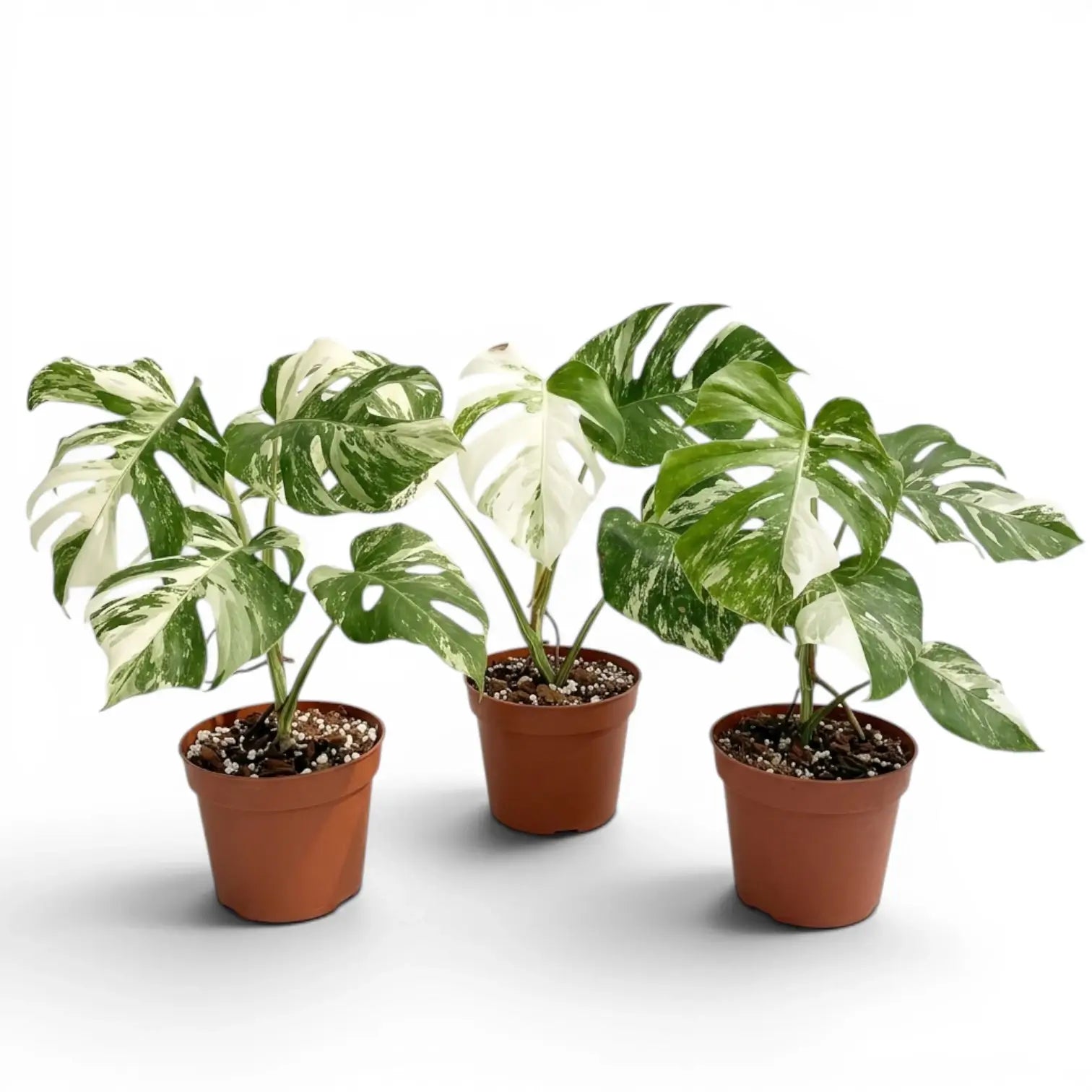 Three different specimens of Monstera Albo variegata plant with green and white variegated leaves in nursery pots on a white background
