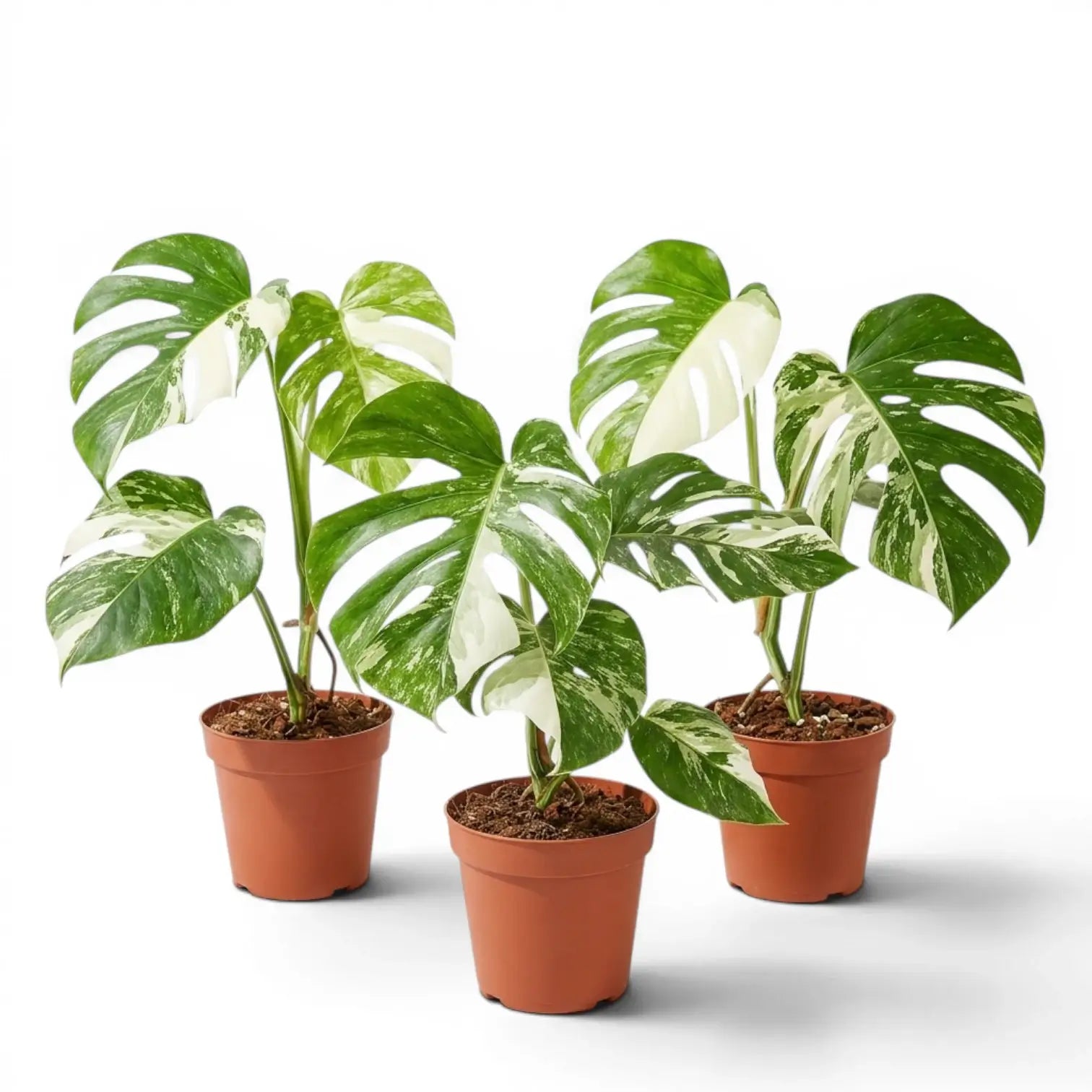 Three different specimens of Monstera Albo variegata plant with green and white variegated leaves in nursery pots on a white background