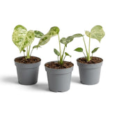 Three specimens of Monstera deliciosa 'Bulbasaur' baby plants on white background.