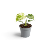 Monstera deliciosa 'Bulbasaur' baby plant against a white background