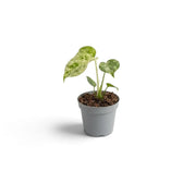 A small variegated green and cream Monstera deliciosa 'Bulbasaur' baby plant, in a simple gray plastic nursery pot, shown on a clean white background with a soft shadow.