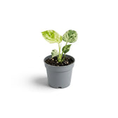 A small variegated green and cream Monstera deliciosa 'Bulbasaur' baby plant, in a simple gray plastic nursery pot, shown on a clean white background with a soft shadow.