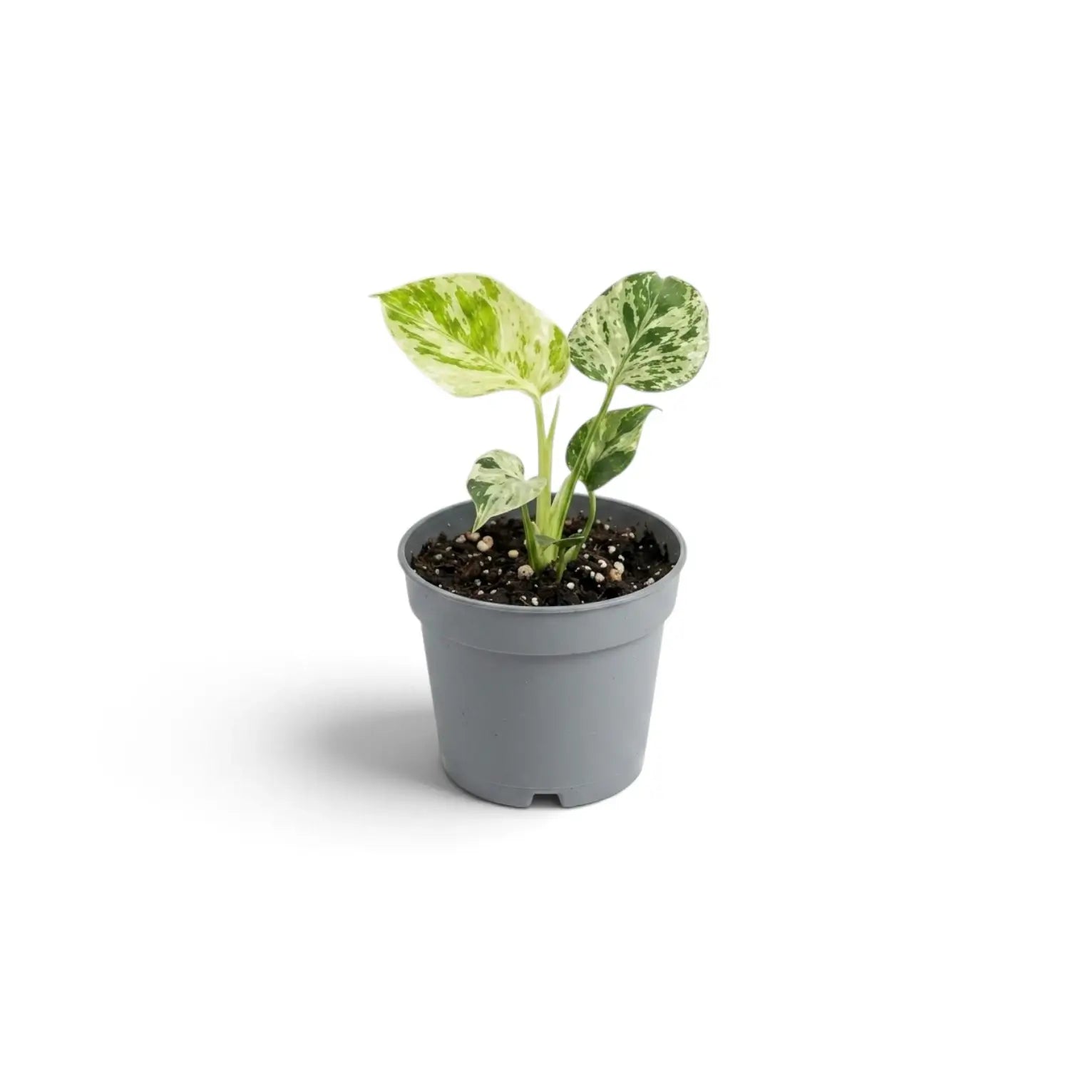 A small variegated green and cream Monstera deliciosa 'Bulbasaur' baby plant, in a simple gray plastic nursery pot, shown on a clean white background with a soft shadow.