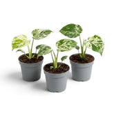 Three specimens of Monstera deliciosa 'Bulbasaur' baby plants on white background.