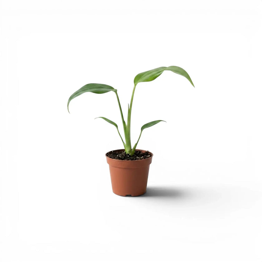 Small potted Monstera Burle Marx's Flame baby plant on a white background