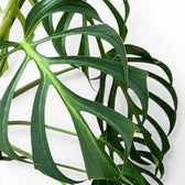 Nahaufnahme grüner, tief geschlitzter Blätter von Monstera Burle Marx's Flame vor weißem Hintergrund