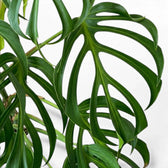 Nahaufnahme der tief geschlitzten Blätter von Monstera Burle Marx's Flame vor weißem Hintergrund