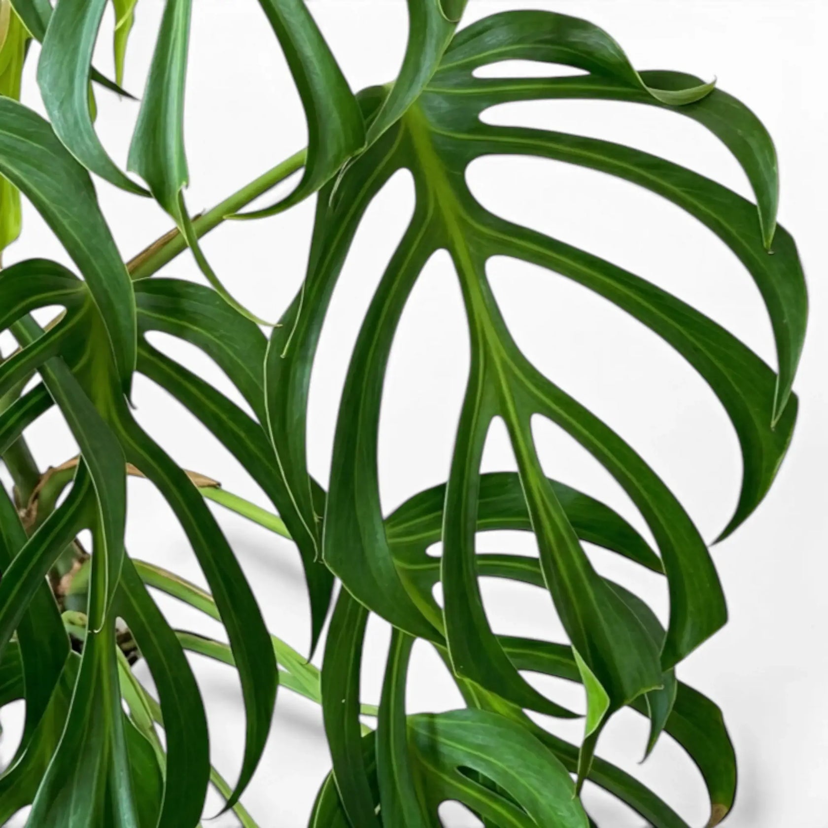 Nahaufnahme der tief geschlitzten Blätter von Monstera Burle Marx's Flame vor weißem Hintergrund