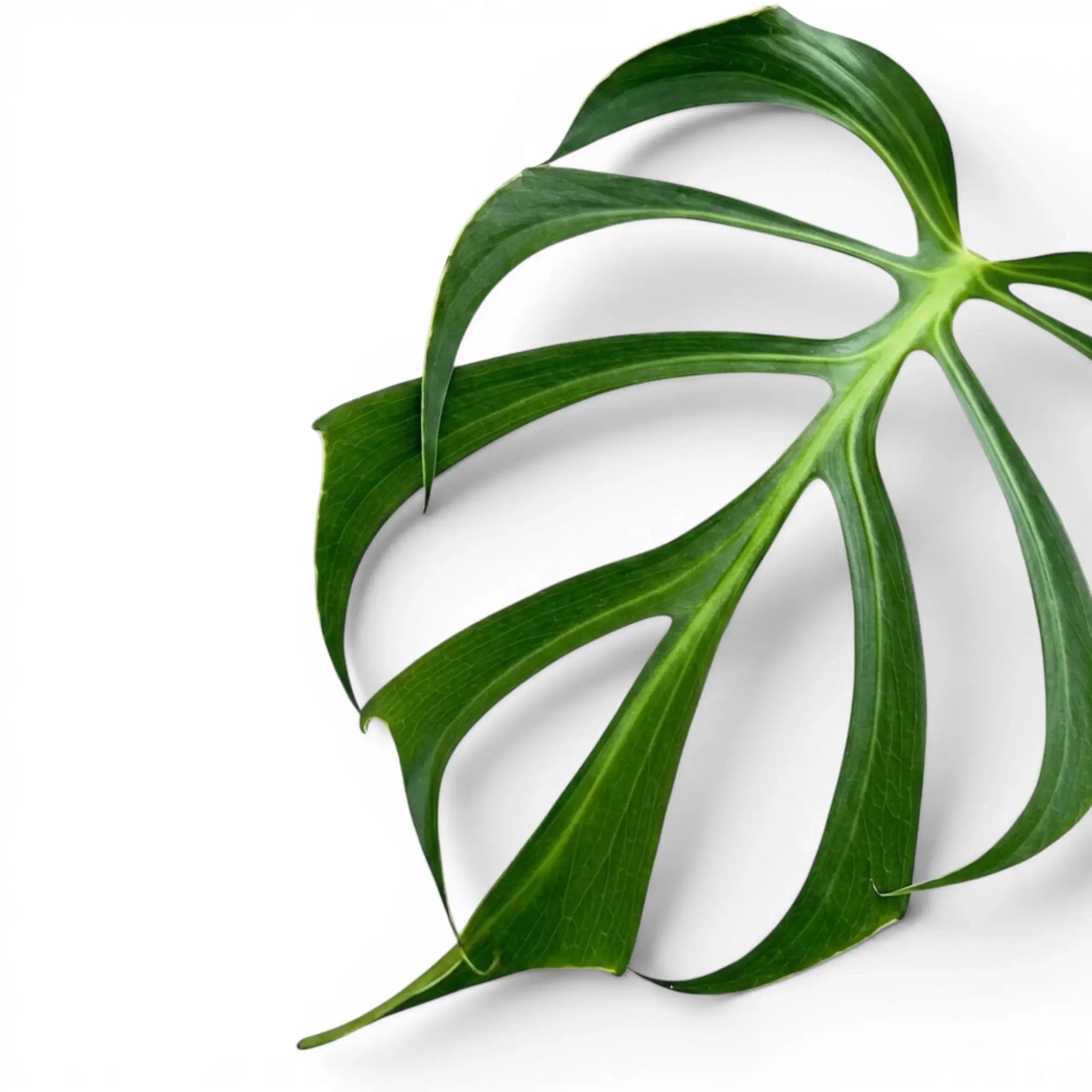 Monstera Burle Marx's Flame