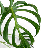 Nahaufnahme eines grünen, tief geschlitzten Blattes von Monstera Burle Marx's Flame vor weißem Hintergrund