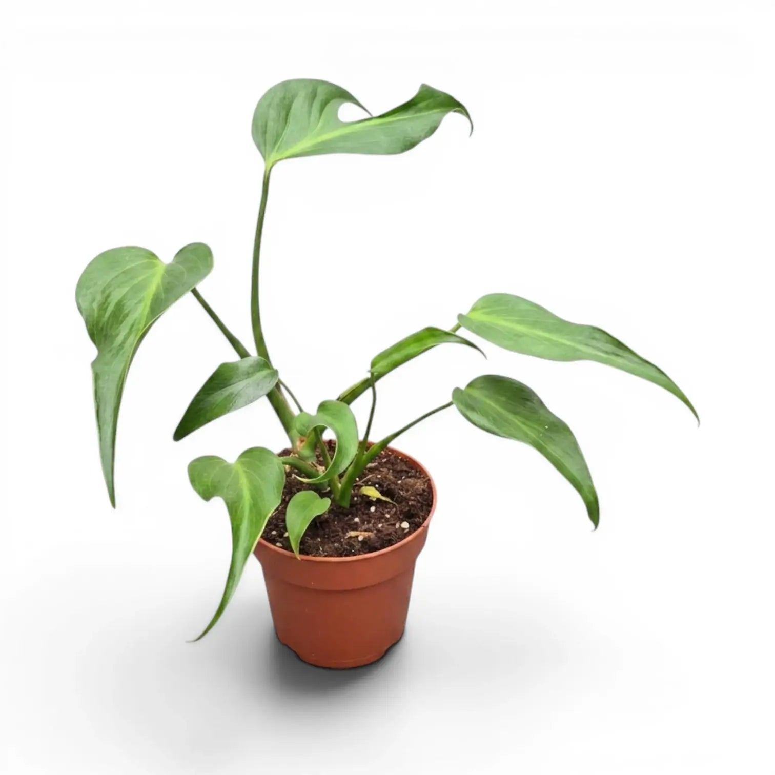 Monstera Burle Marx's Flame