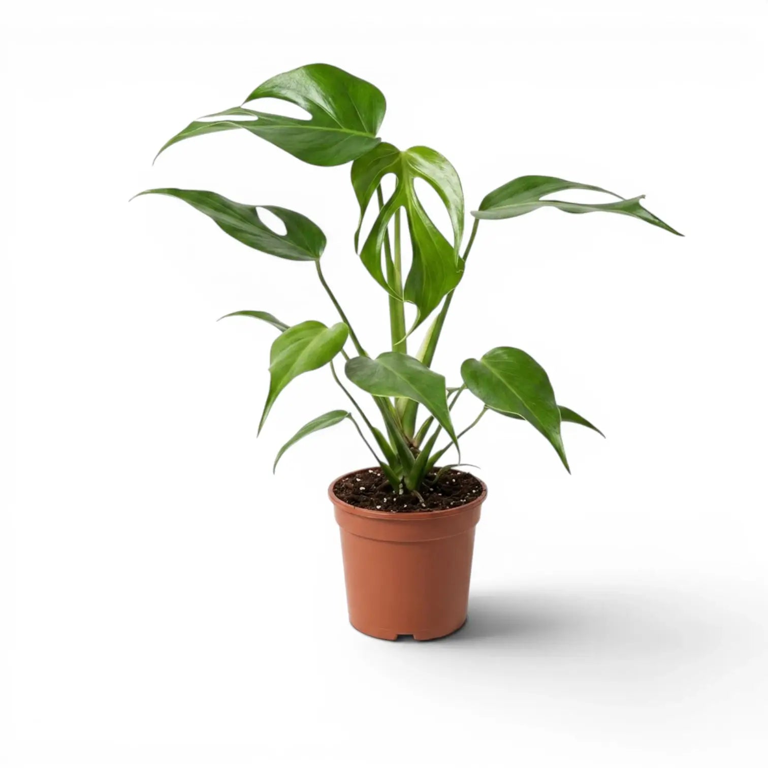 monstera nur kleine blätter Monstera Burle Marx's Flame