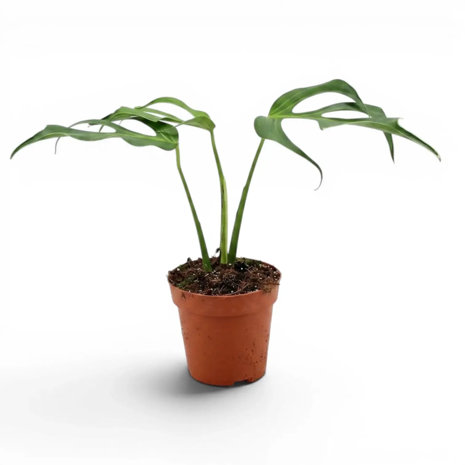 Monstera Burle Marx's Flame | Deep-Cut Leaves  Foliage Factory