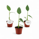 Monstera 'Burle Marx's Flame' – Zimmerpflanze im Kulturtopf auf weißem Hintergrund, Produktfoto 7.