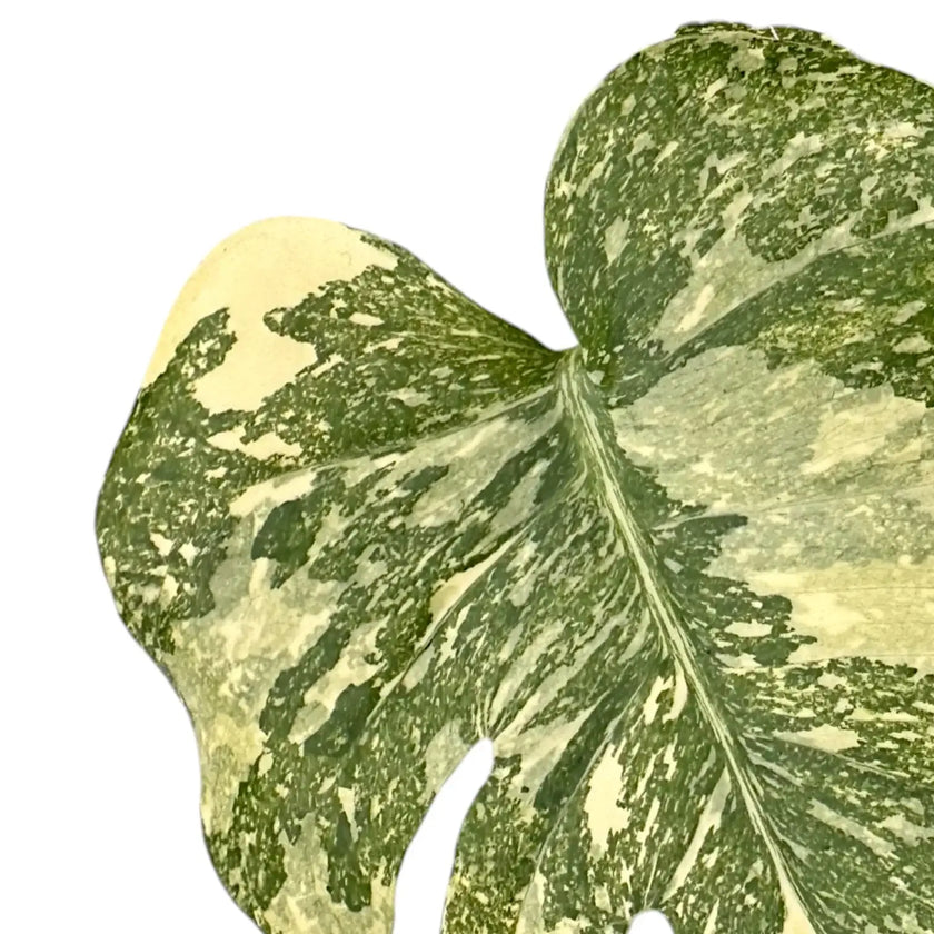 Monstera 'Crème Brûlée' – Blattdetail vor weißem Hintergrund..