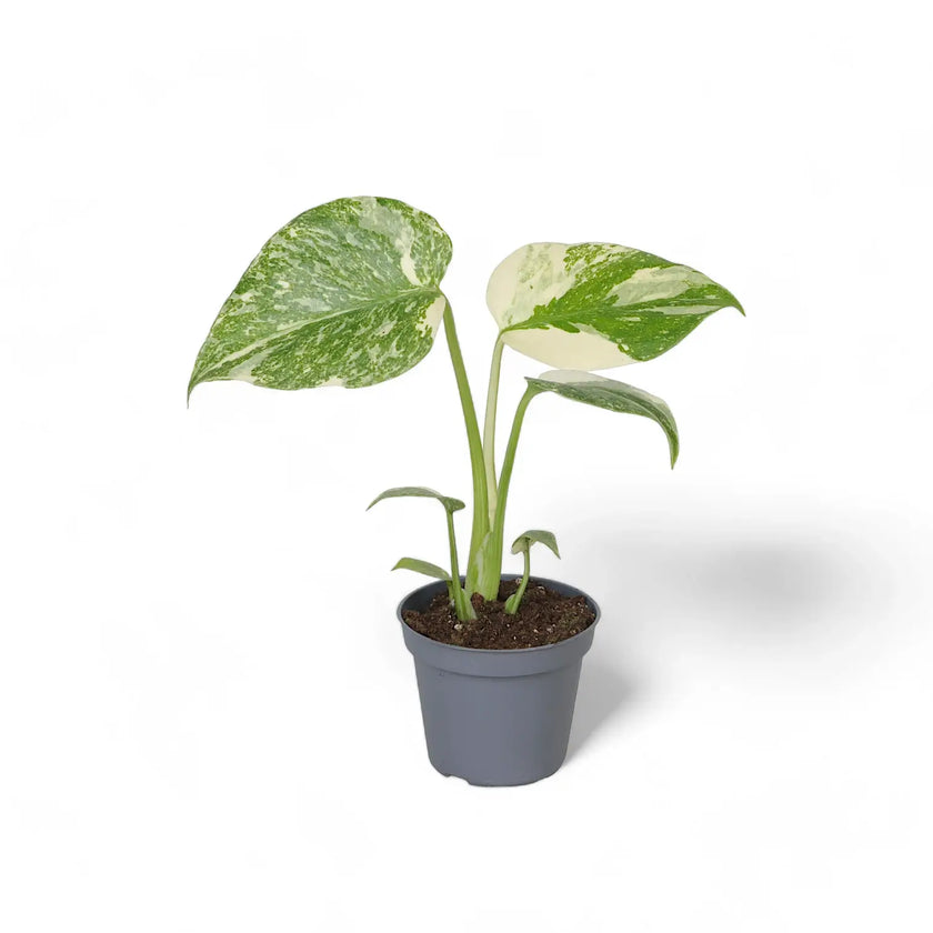 Monstera 'Crème Brûlée' Zimmerpflanze im Anzuchttopf vor weißem Hintergrund, Produktfoto 2.
