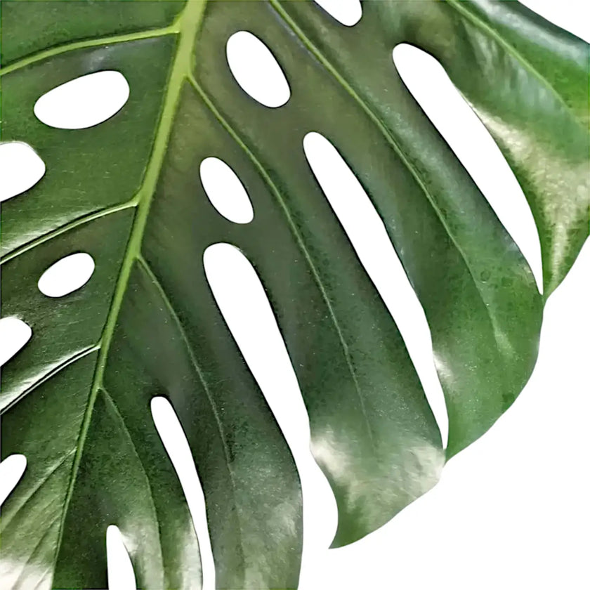 Monstera deliciosa – Blattdetail vor weißem Hintergrund..