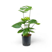 Monstera deliciosa potted plant in nursery pot on white background.