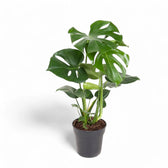 Monstera deliciosa potted plant in nursery pot on white background.