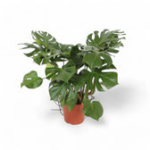 Monstera deliciosa potted plant in nursery pot on white background.