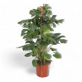 Monstera deliciosa potted plant in nursery pot on white background.