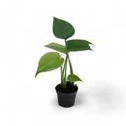 Monstera deliciosa potted plant in nursery pot on white background.