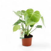 Monstera deliciosa potted plant in nursery pot on white background.