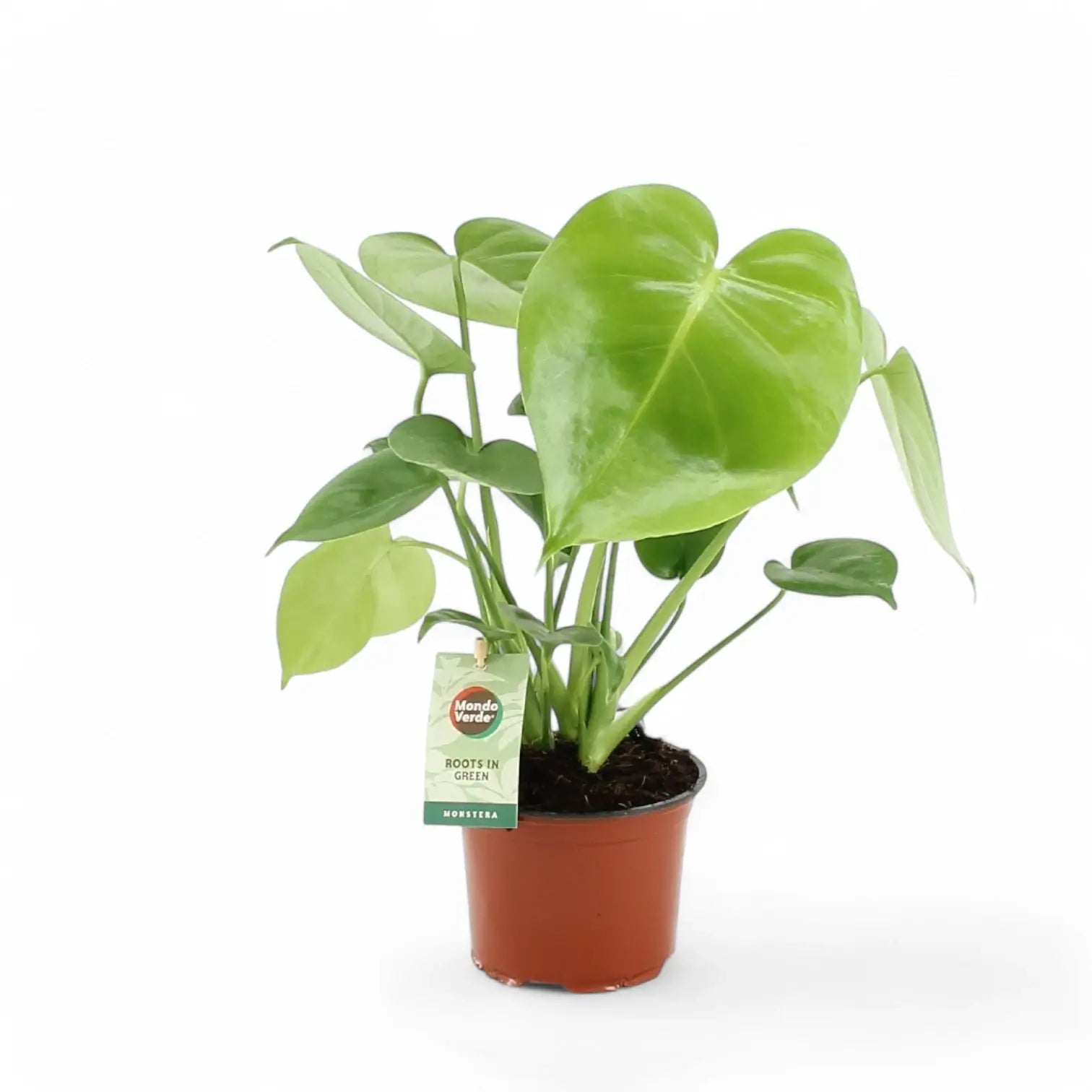 Monstera deliciosa potted plant in nursery pot on white background.