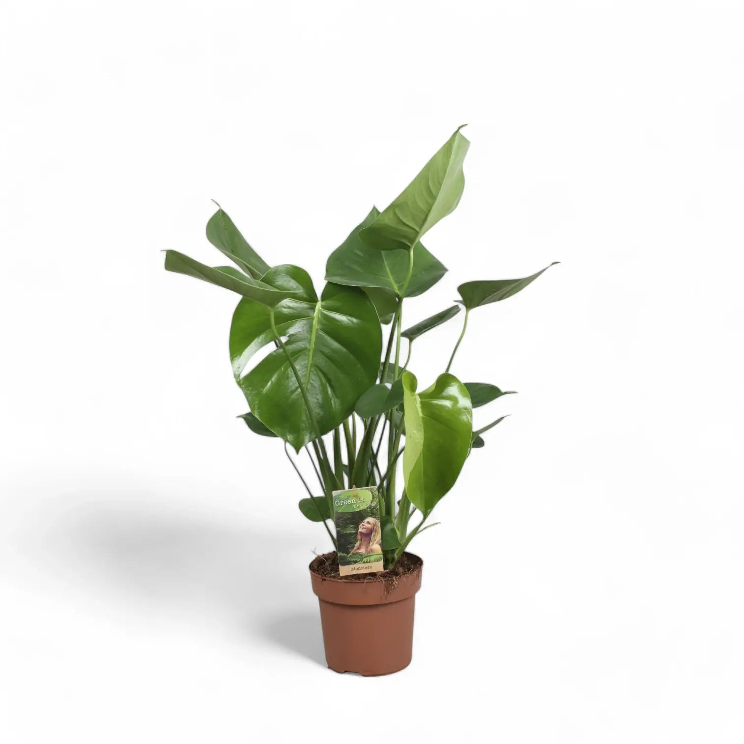 Monstera deliciosa potted plant in nursery pot on white background.