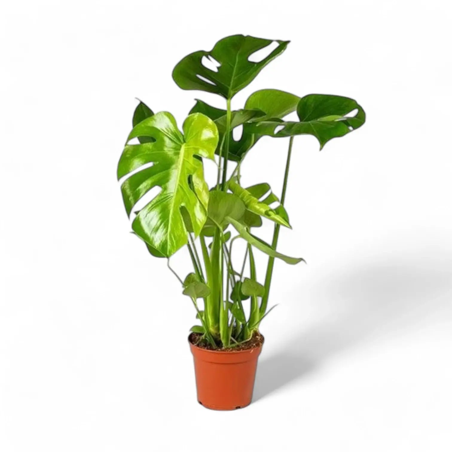 Monstera deliciosa potted plant in nursery pot on white background.
