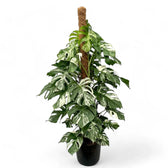 Monstera deliciosa Albo Variegata – Zimmerpflanze im Kulturtopf auf weißem Hintergrund, Produktfoto 8.