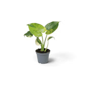 Junge Monstera deliciosa ‘Aurea’ mit gelb-grün panaschierten Blättern