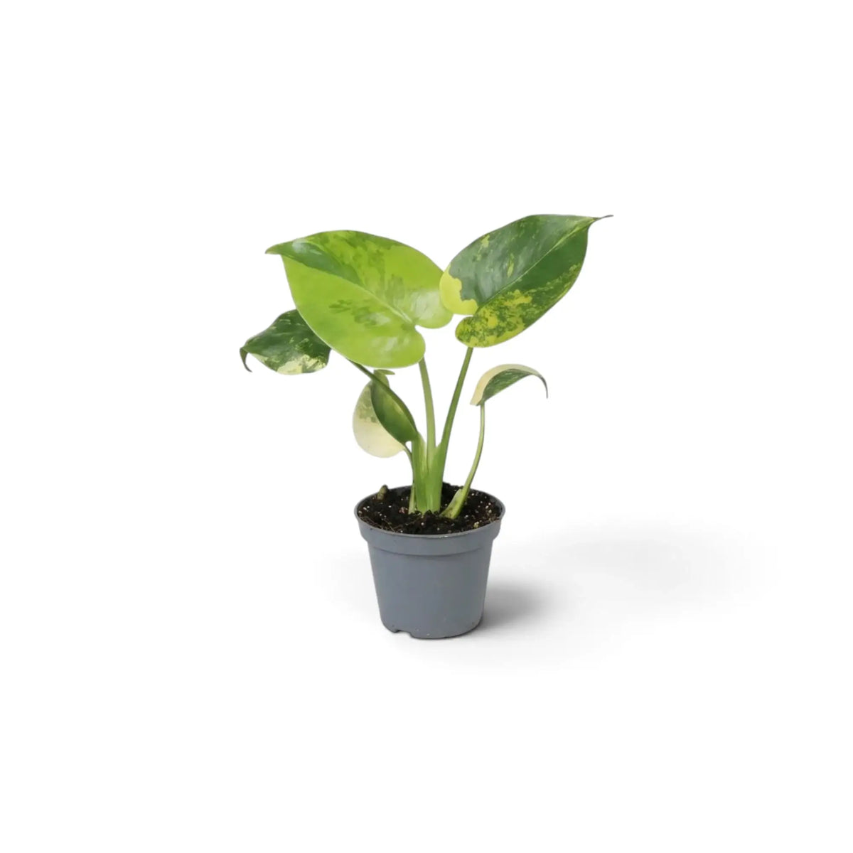 Junge Monstera deliciosa ‘Aurea’ mit gelb-grün panaschierten Blättern