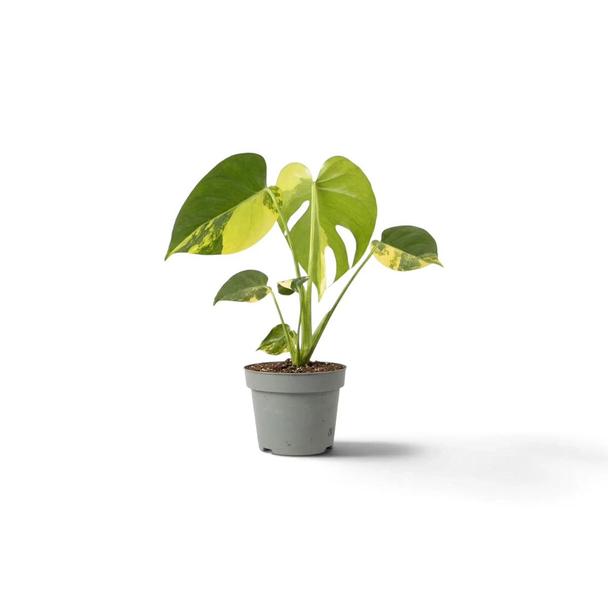 Junge Monstera ‘Aurea’ mit einem auffälligen, zur Hälfte gelben herzförmigen Blatt