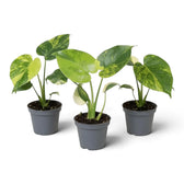 Drei junge Monstera deliciosa ‘Aurea’ mit unterschiedlich gelb gemusterten Blättern