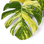Geschlitztes Blatt der Monstera deliciosa ‘Aurea’ mit großen goldgelben und grünen Bereichen
