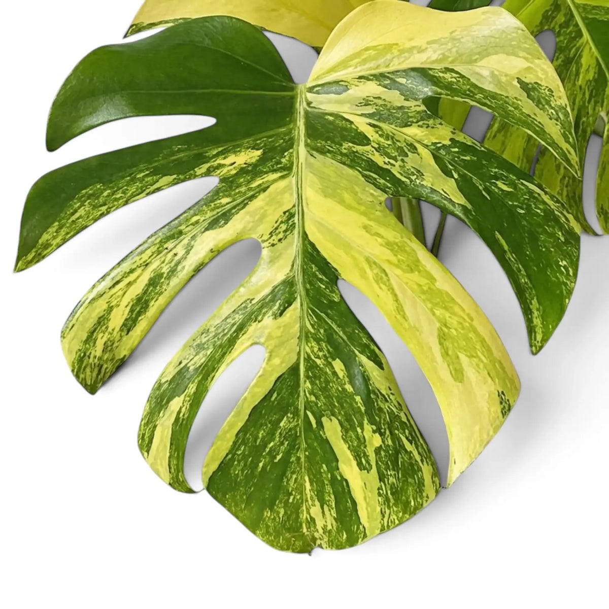 Geschlitztes Blatt der Monstera deliciosa ‘Aurea’ mit großen goldgelben und grünen Bereichen
