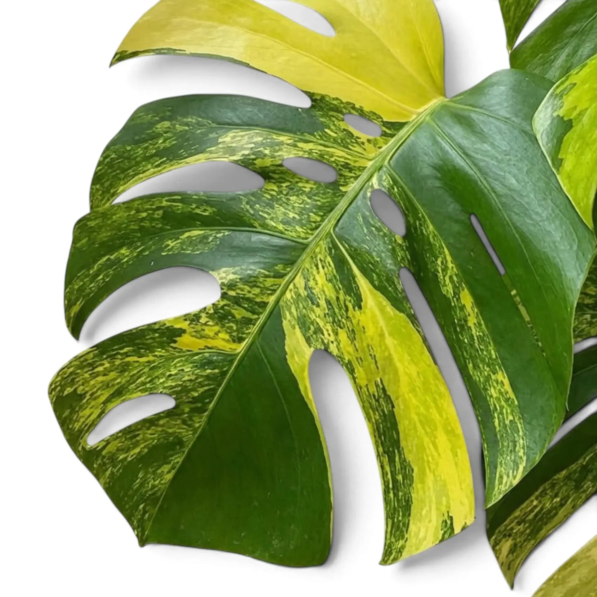 Tief eingeschnittenes Blatt von Monstera ‘Aurea’ mit gelb-grün marmorierten Bereichen