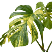 Großes Blatt von Monstera ‘Aurea’ mit Blattöffnungen, leuchtend gelben Streifen und grünen Flächen