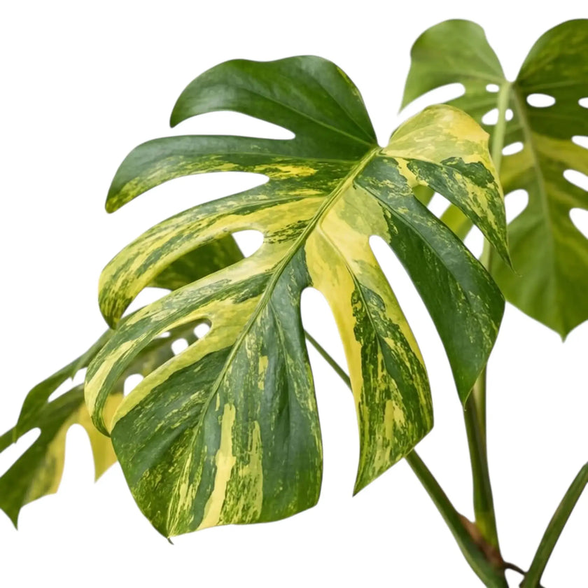 Großes Blatt von Monstera ‘Aurea’ mit Blattöffnungen, leuchtend gelben Streifen und grünen Flächen