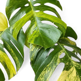 Überlappende, ausgewachsene Blätter von Monstera ‘Aurea’ mit Blattöffnungen und einer Marmorierung in Gelb und Grün